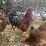 Koordinator Gjordsbolshönan